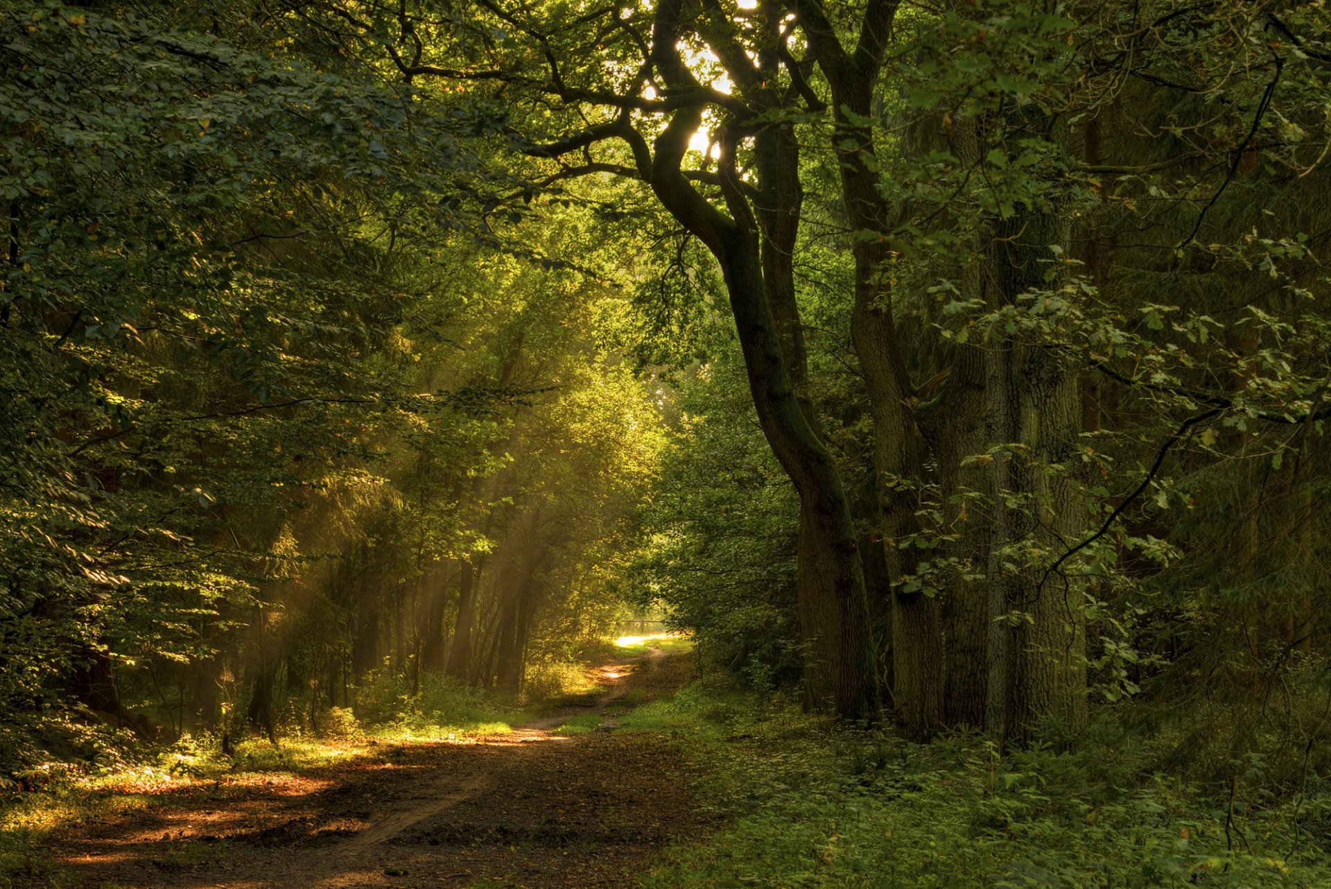 droga ścieżka liście drzewa natura las słońce światło promienie