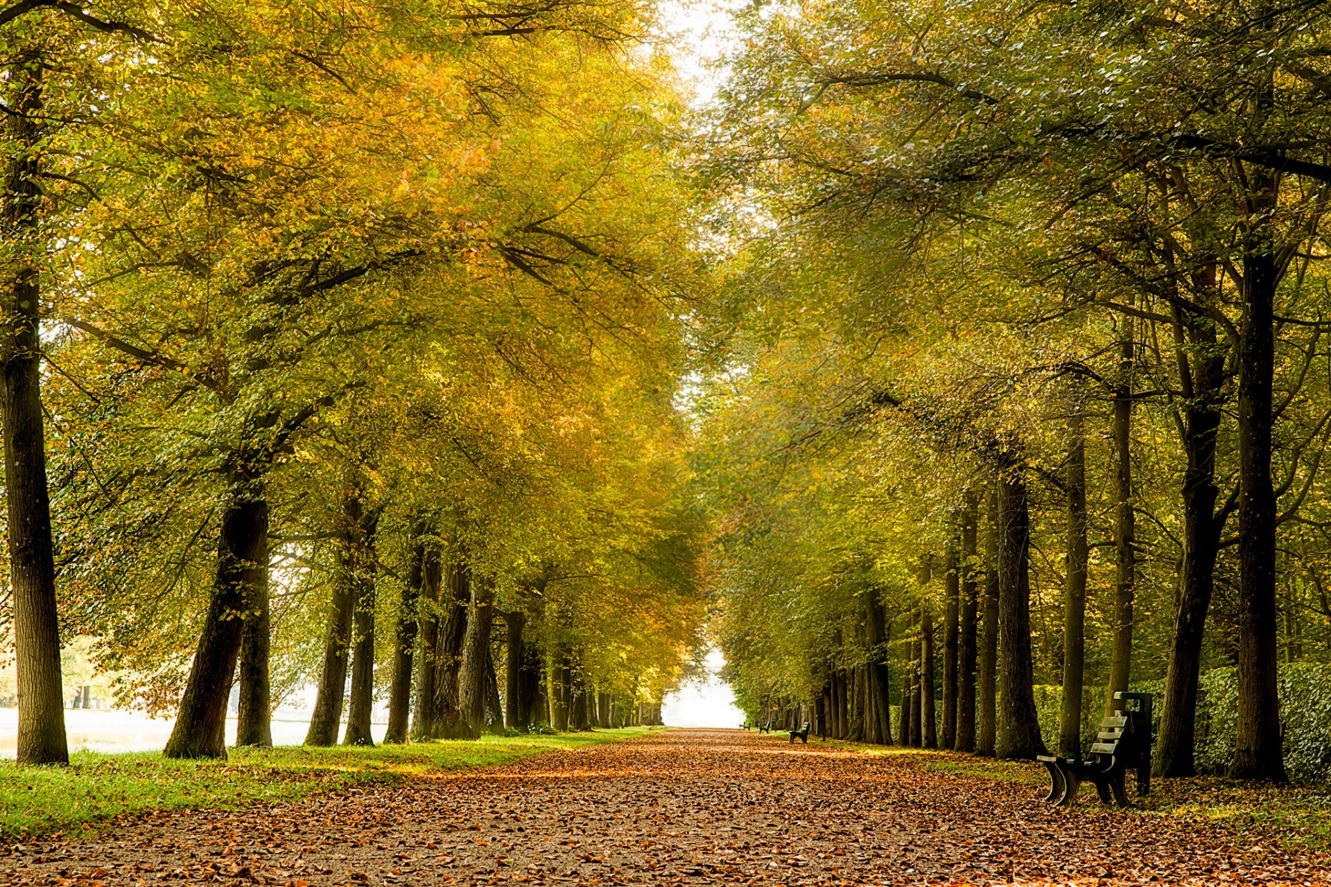 park alley benches leaves autumn