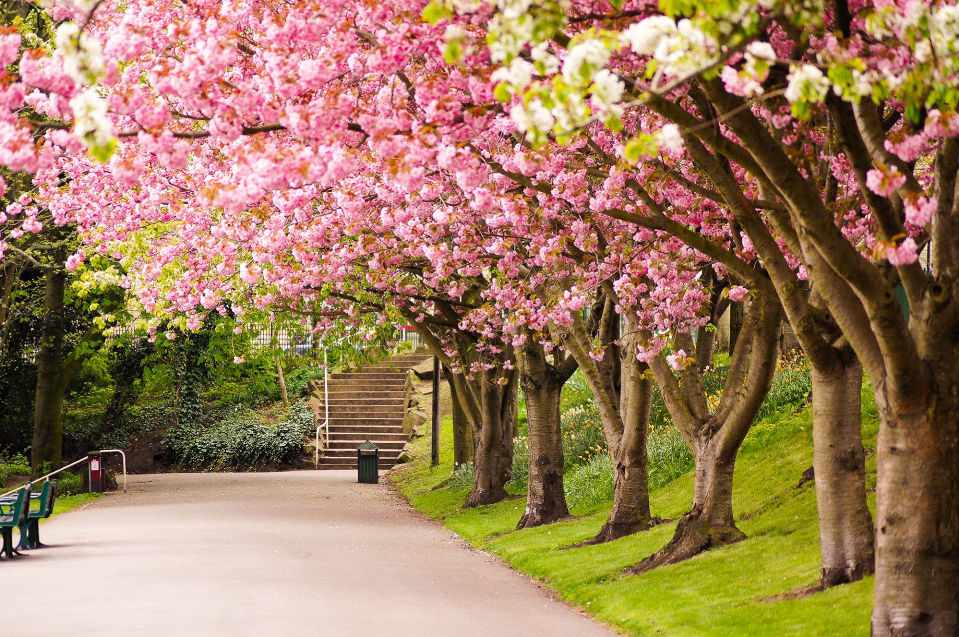 heffield england united kingdom park trees sakura flowering road alley steps nature spring