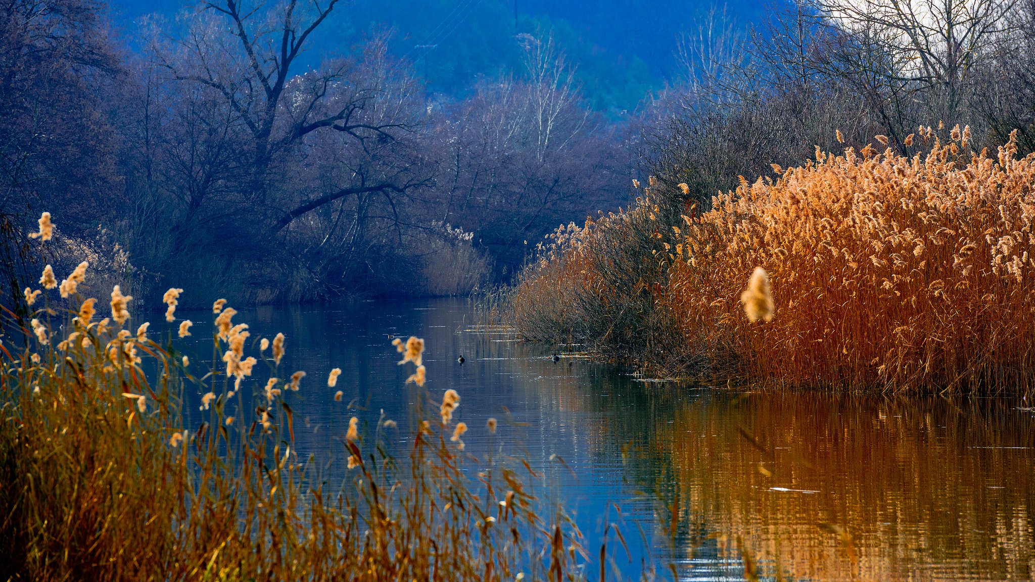 montagne foresta lago canne anatre