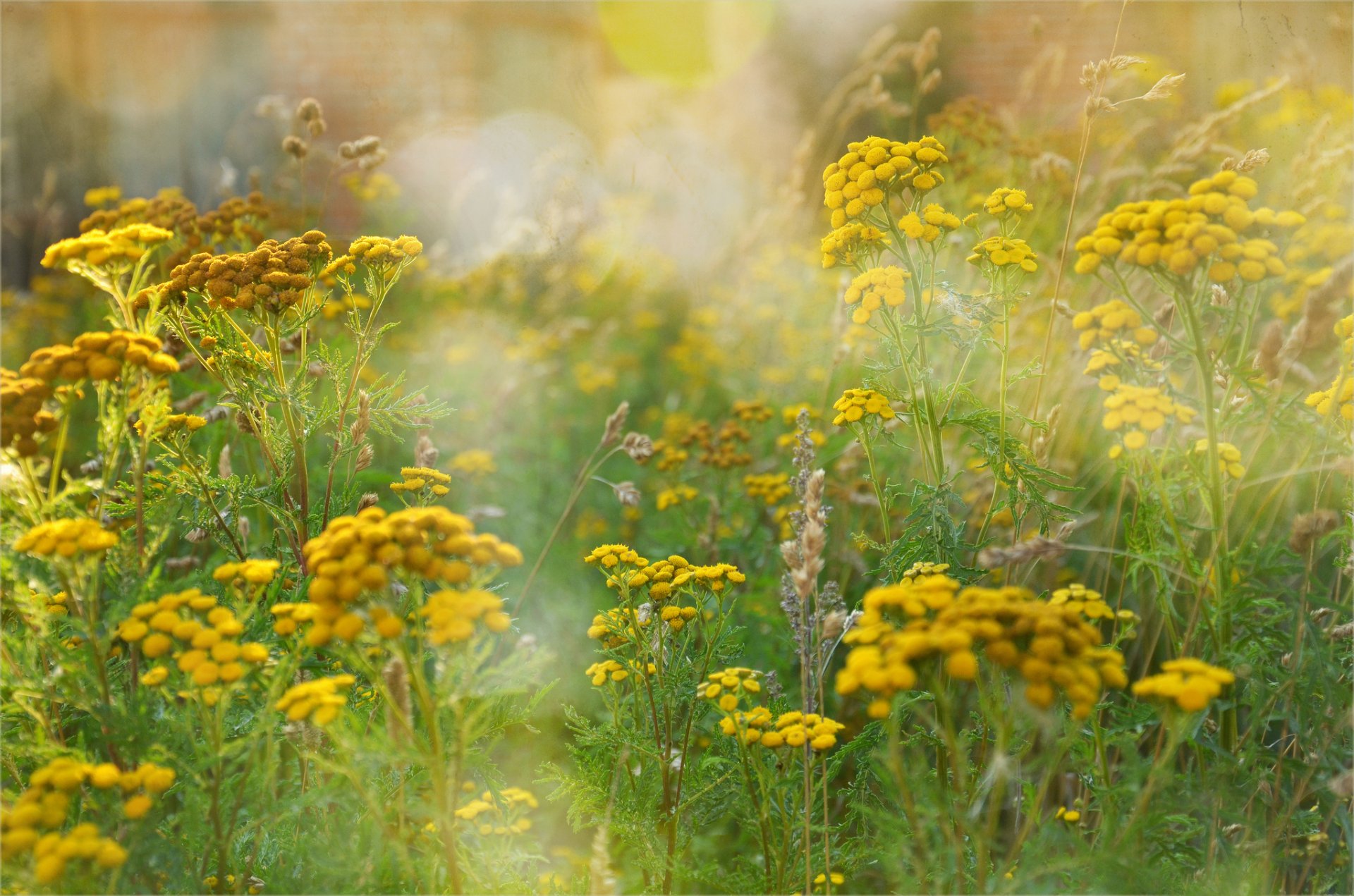 campo hierba flores amarillo tansy verano reflejos