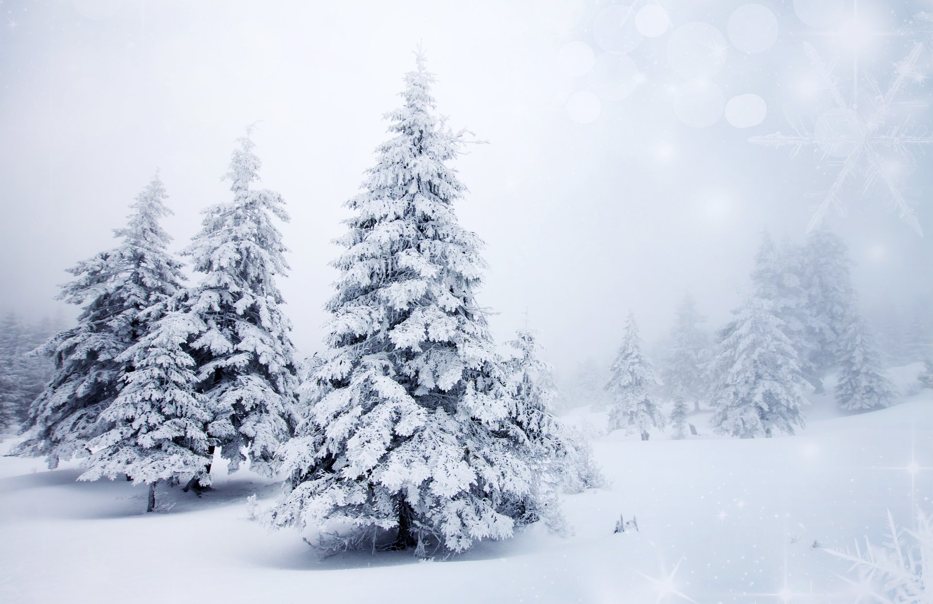 inverno neve alberi di natale abete alberi natura paesaggio sfondo fiocchi di neve bokeh