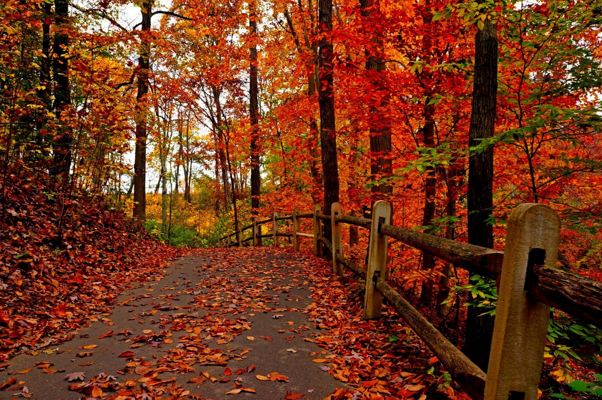 natur wald park bäume blätter bunt straße herbst herbst farben zu fuß