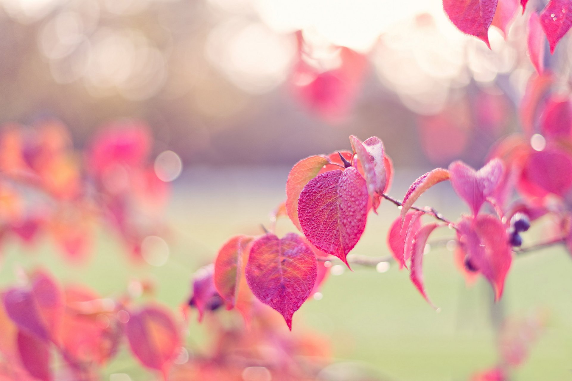 branche feuilles rose automne baies gouttes rosée éblouissement