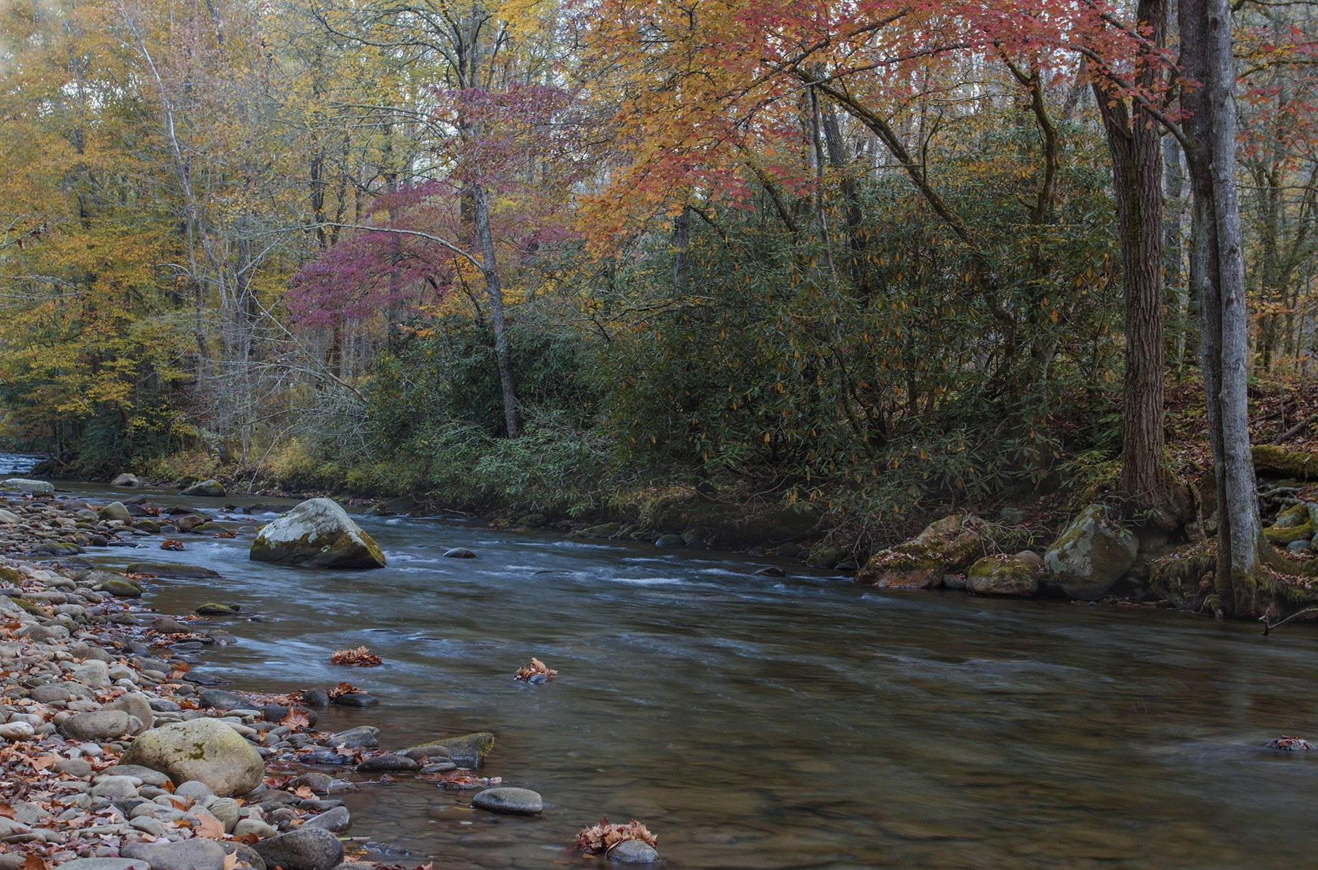 autunno foresta fiume pietre