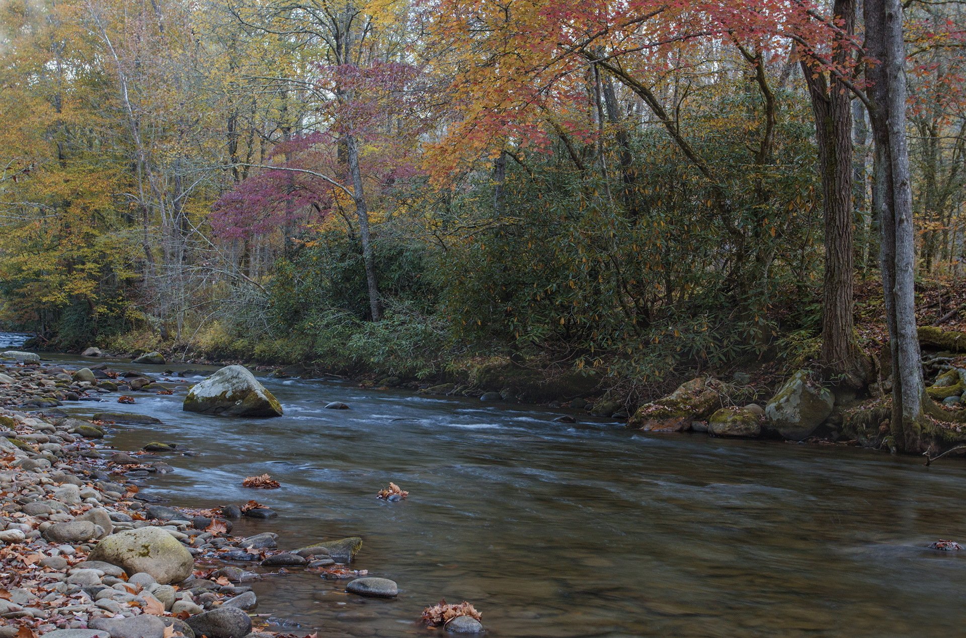 autumn forest river stone