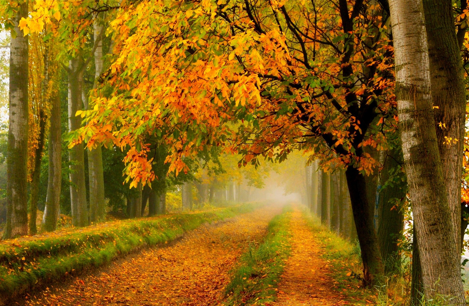 natur wald park bäume blätter bunt straße herbst herbst farben zu fuß