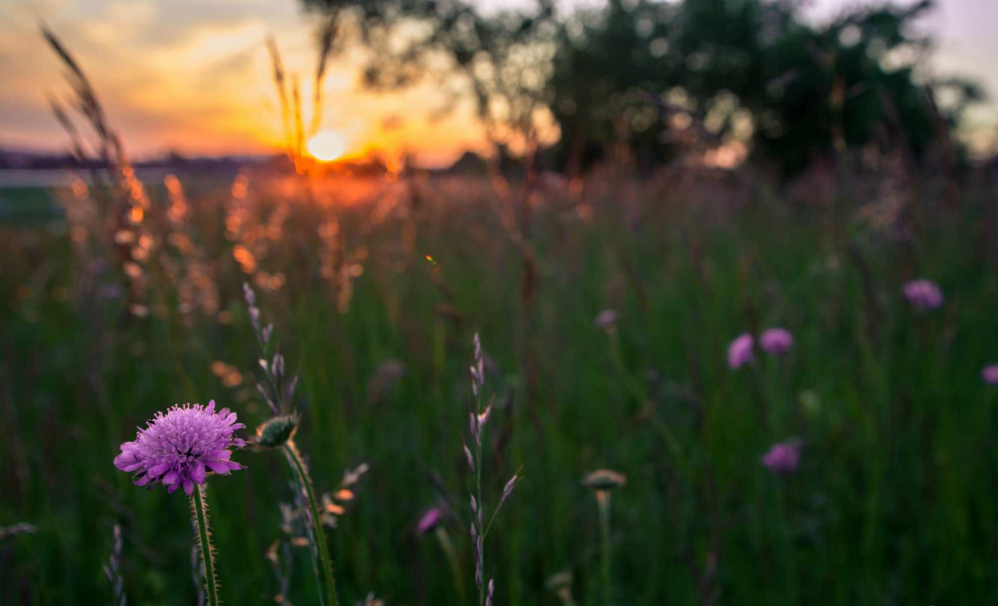 fleurs lilas champ herbe soir soleil coucher de soleil gros plan flou