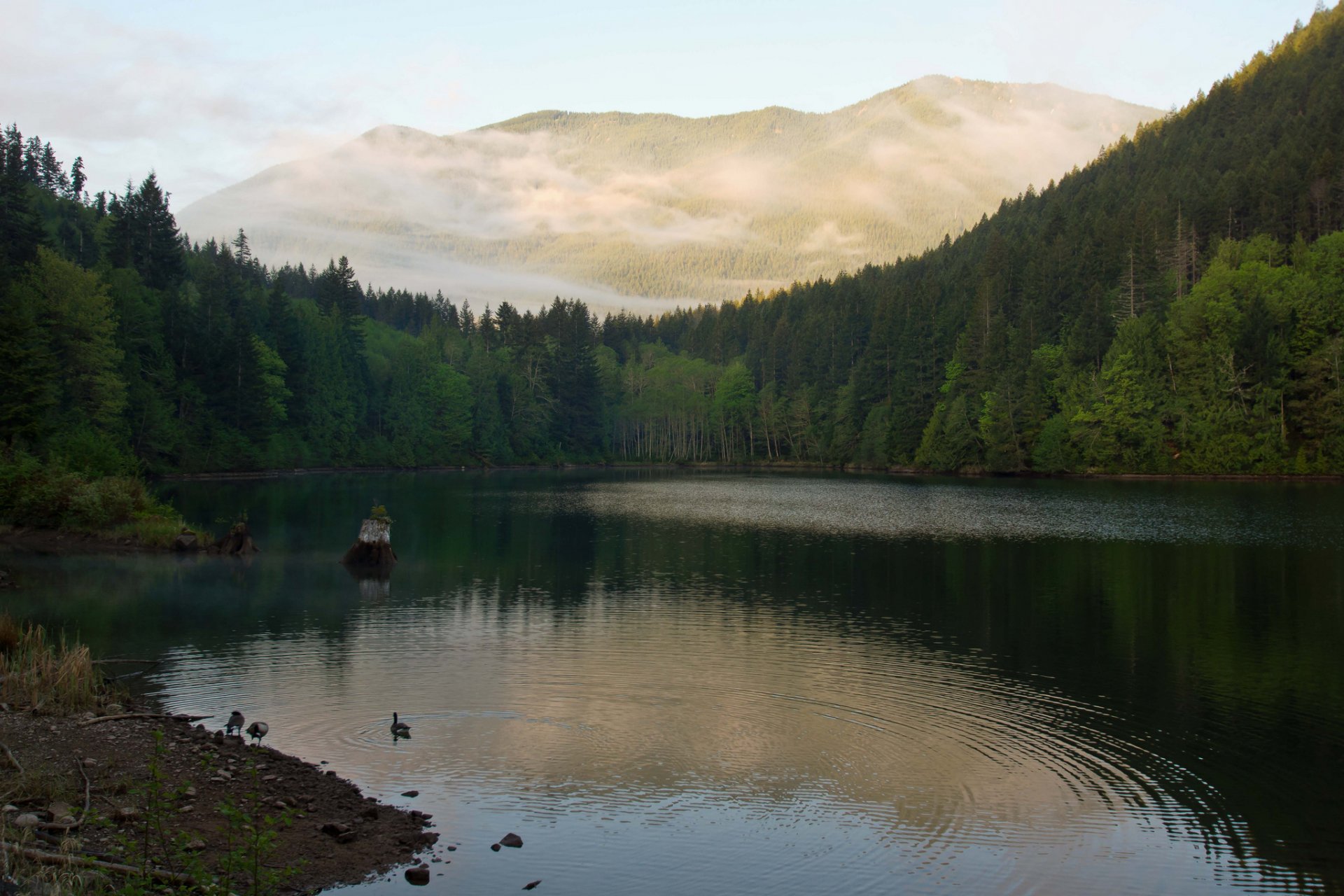 montagna foresta lago anatre mattina