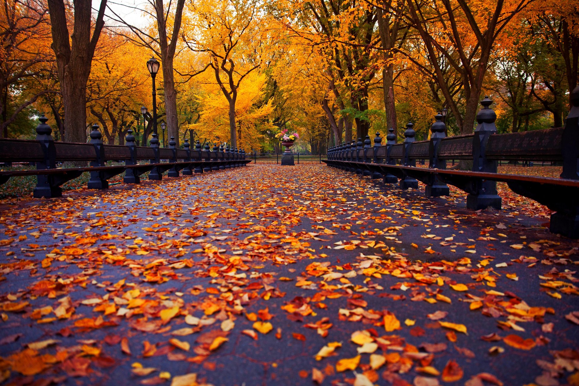 autumn nature park bench tree leaves alley new york view walk trees new york city