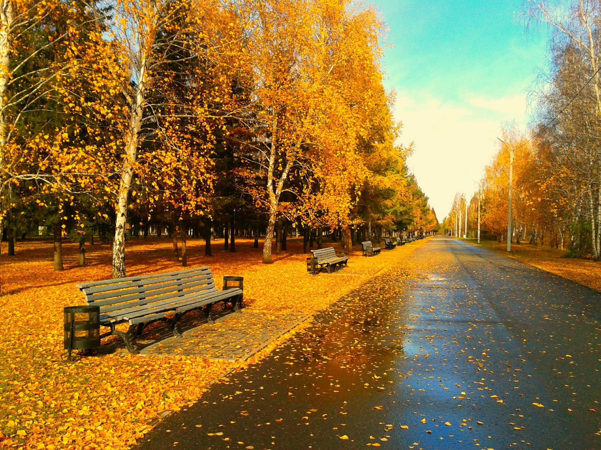 parque tarde hojas follaje banco otoño dorado omsk