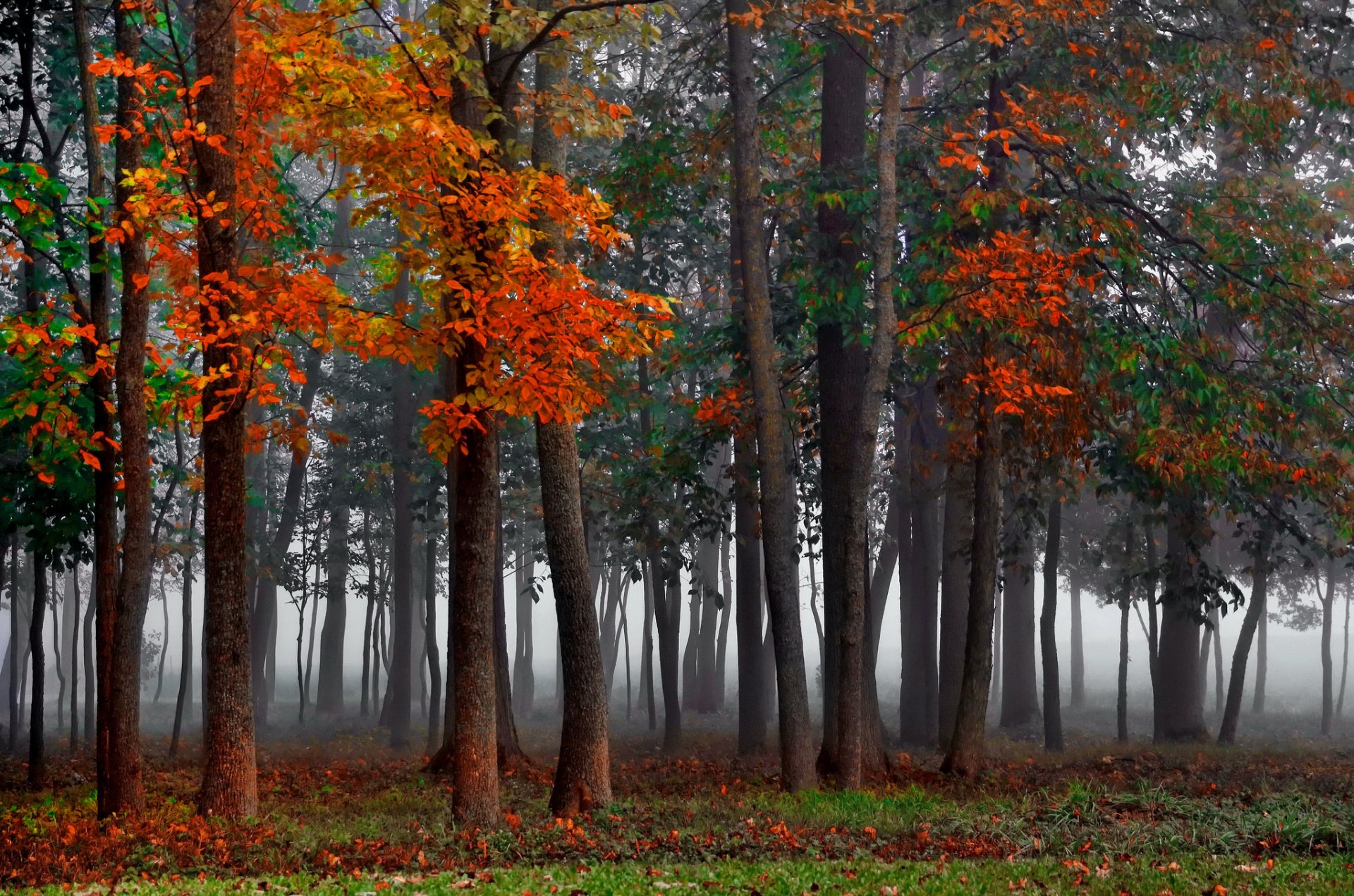 bosque niebla otoño