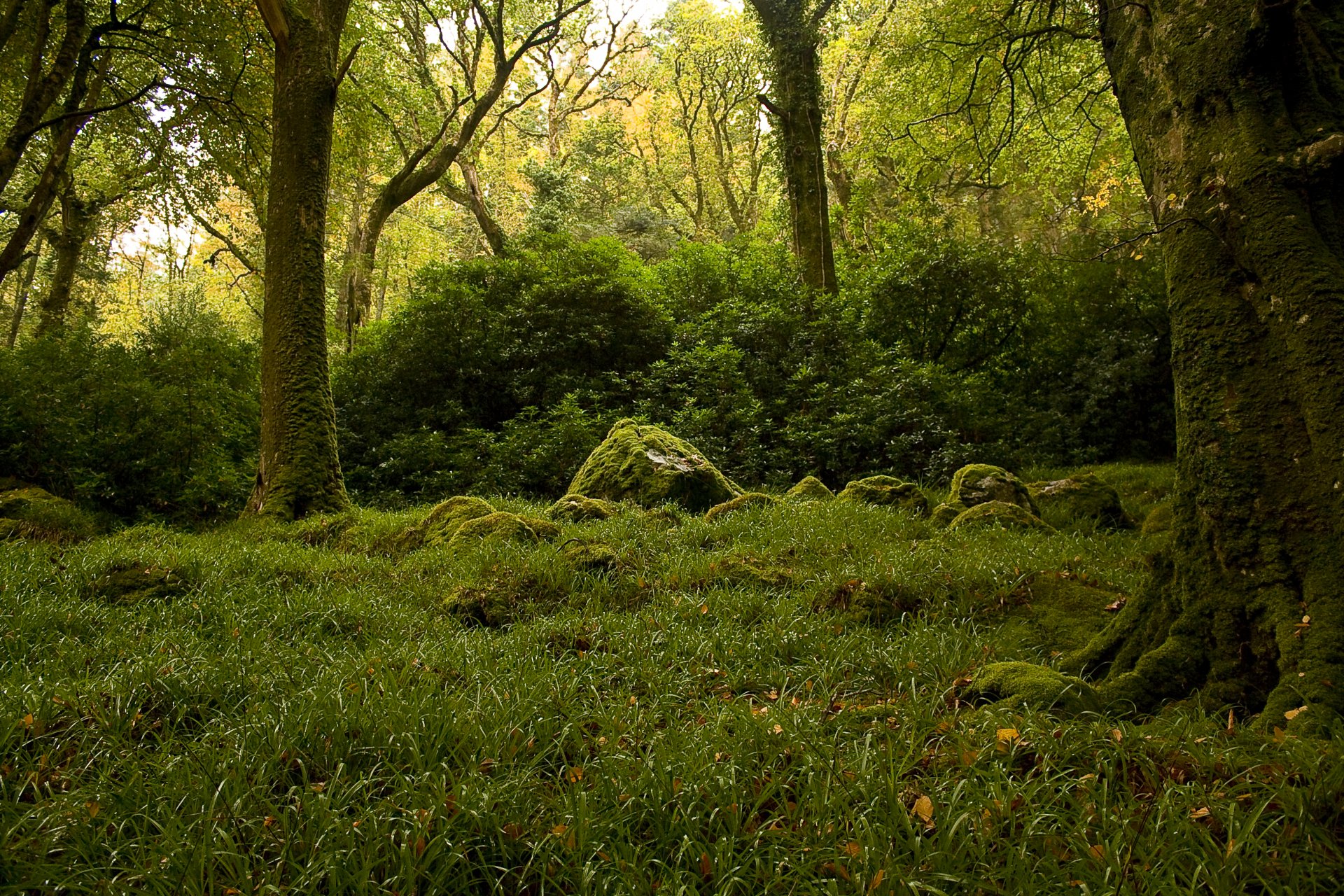 forêt arbres buissons pierres mousse verdure