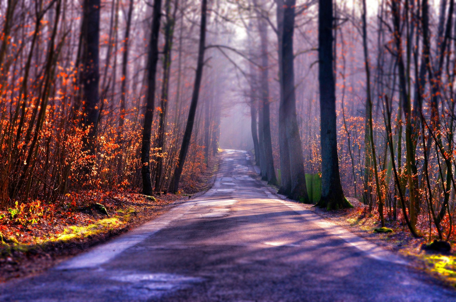 bosque carretera otoño niebla