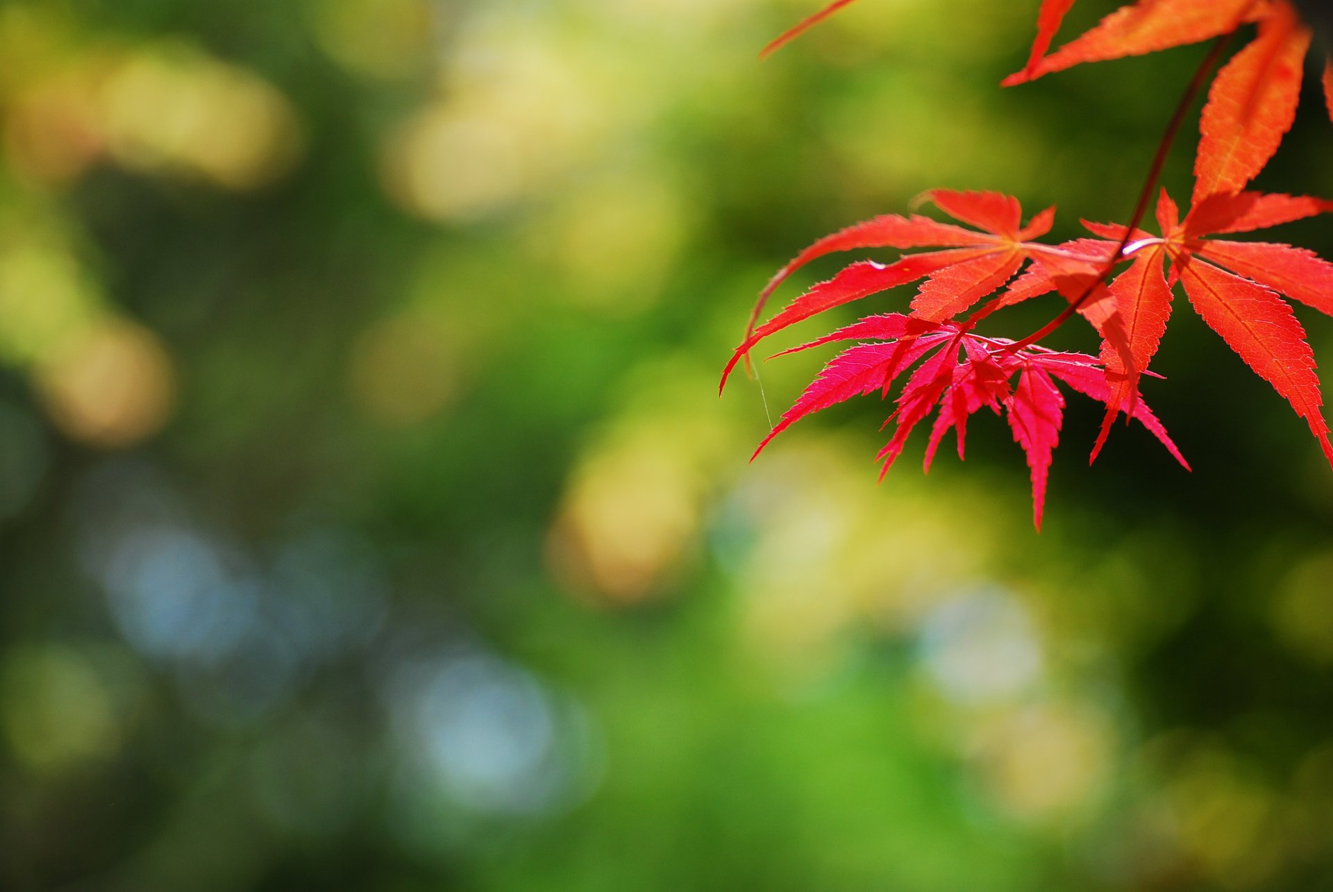 branche feuilles automne rouge éblouissement fond