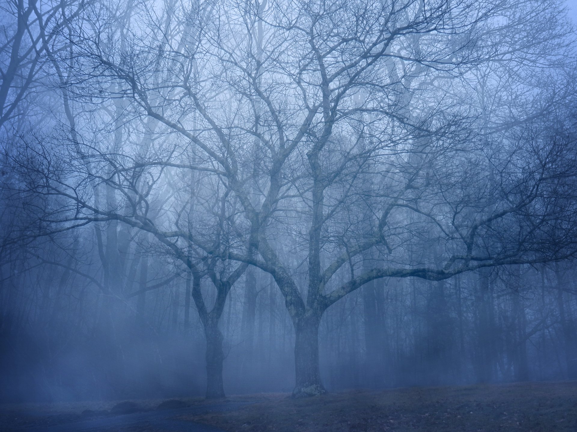 foresta alberi nebbia