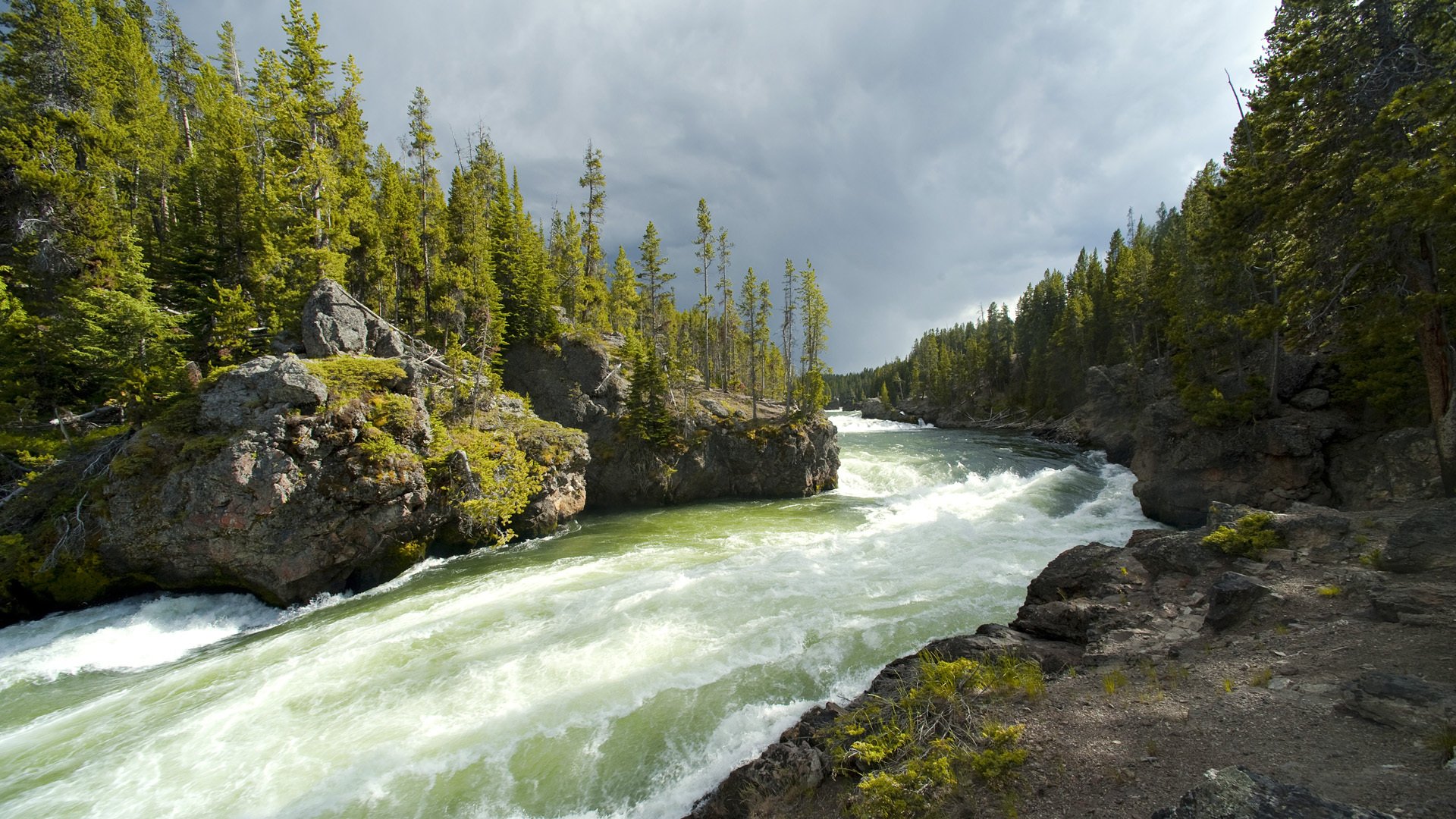 fluss wald bäume