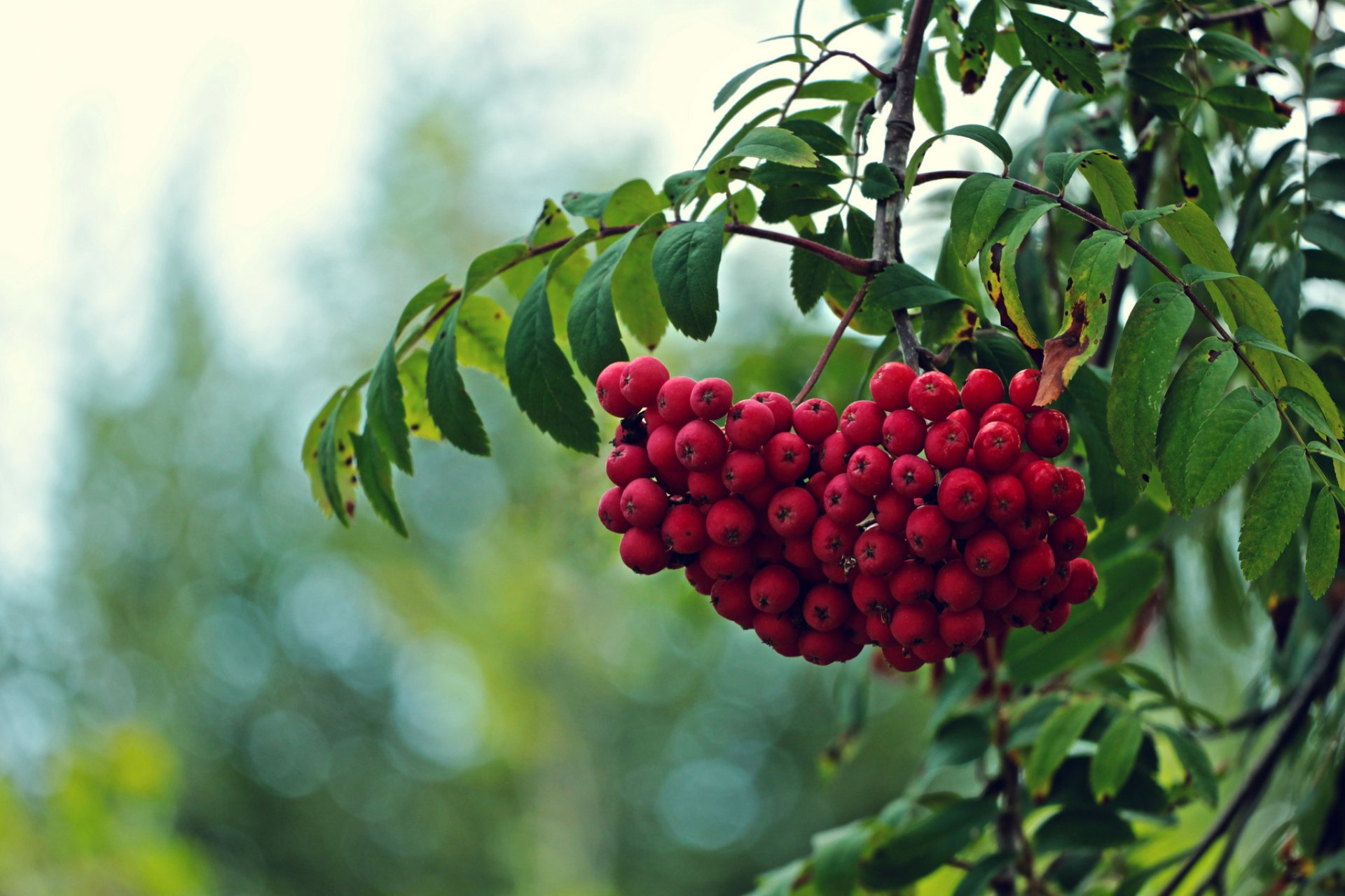 árbol ramas hojas frutos rojo ceniza de montaña