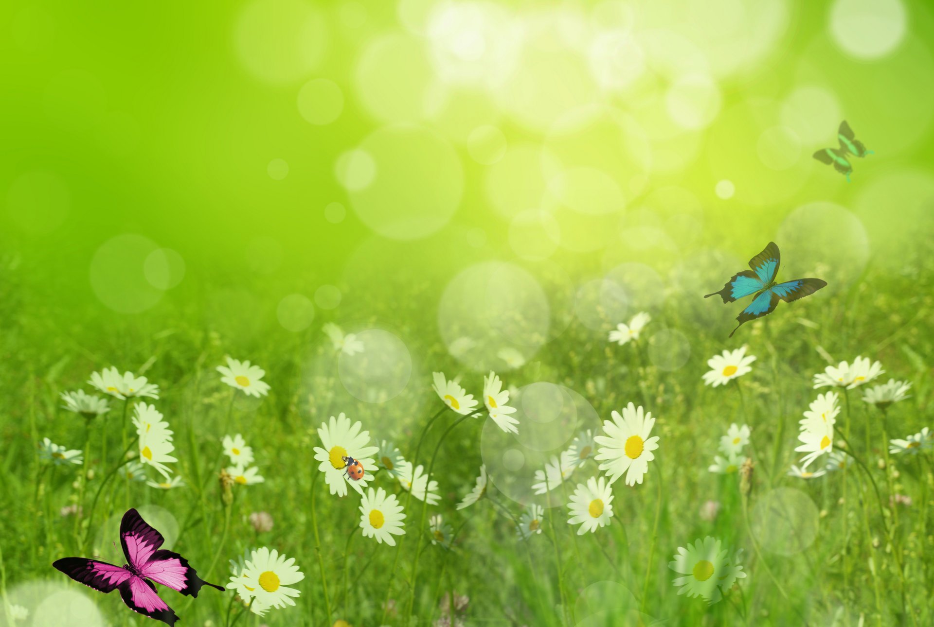 ummer chamomile ladybug butterfly reflection