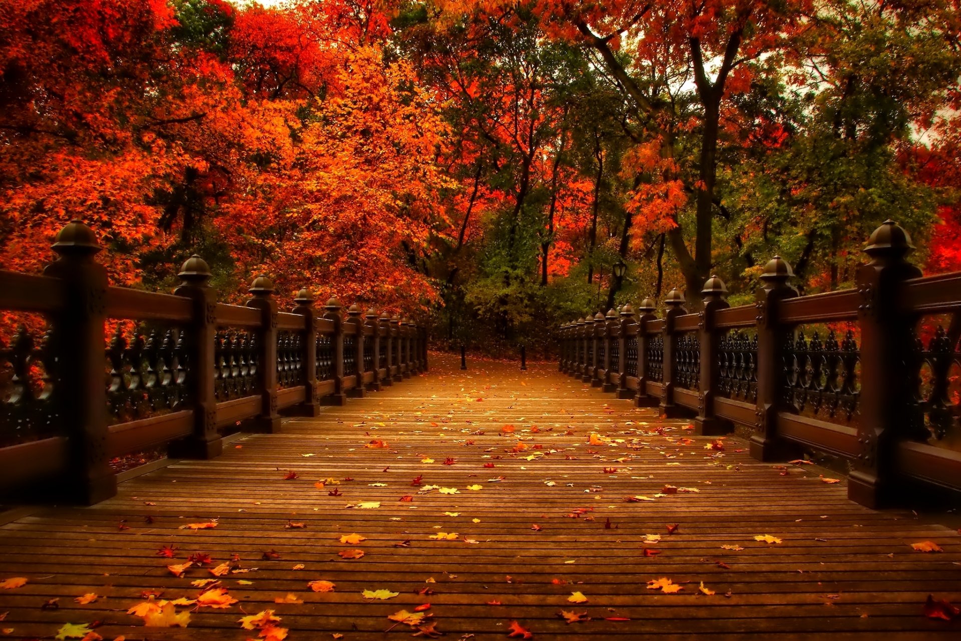 autunno natura parco alberi foglie vicolo vista passeggiata alley