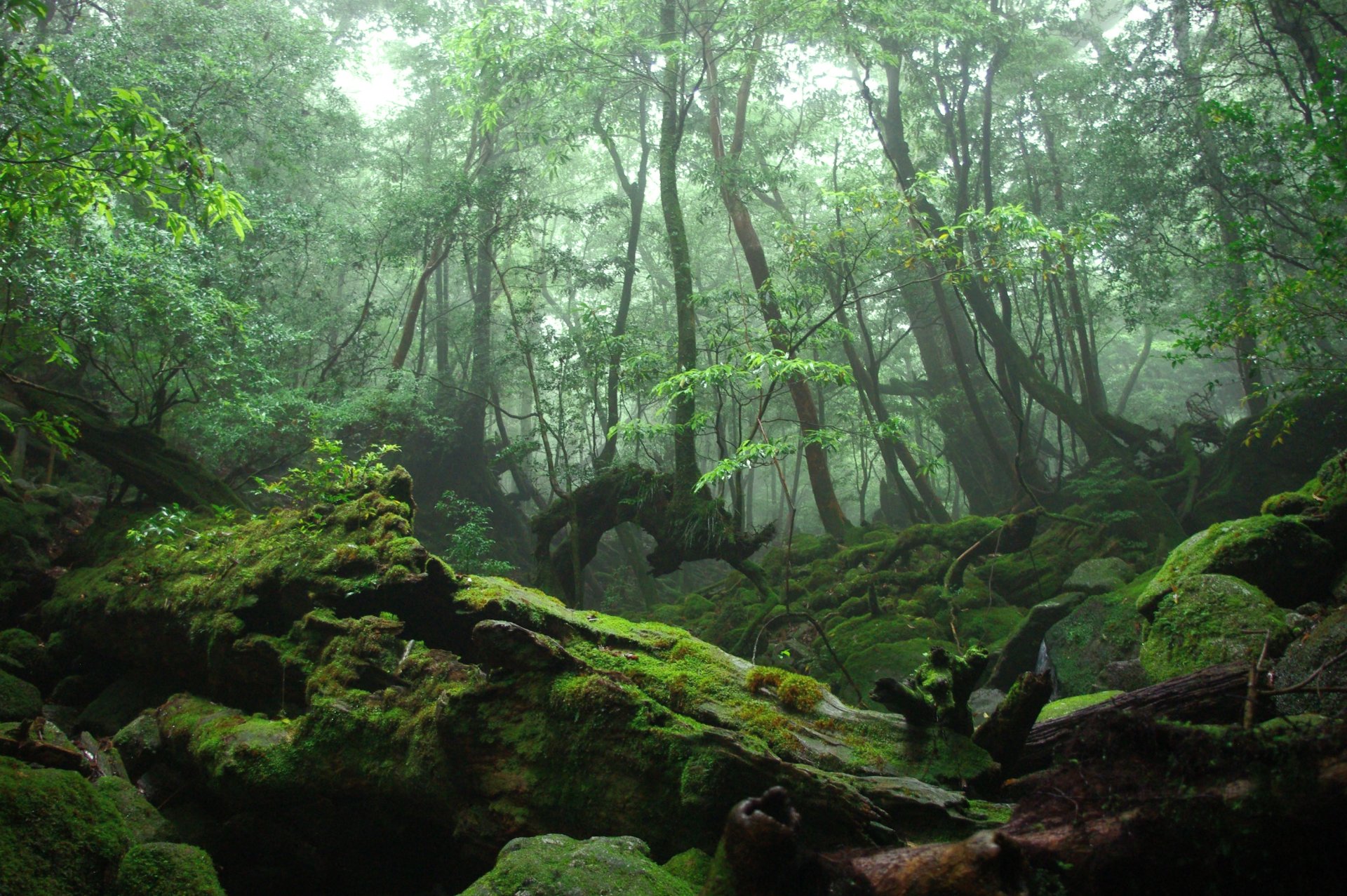 bosque matorral árboles musgo raíces