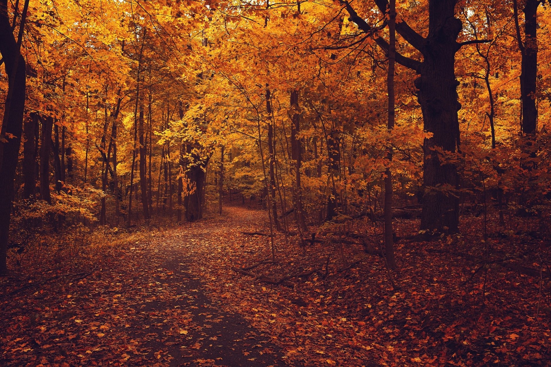 autunno foresta strada asfalto fogliame alberi rami foglie giallo arancione natura