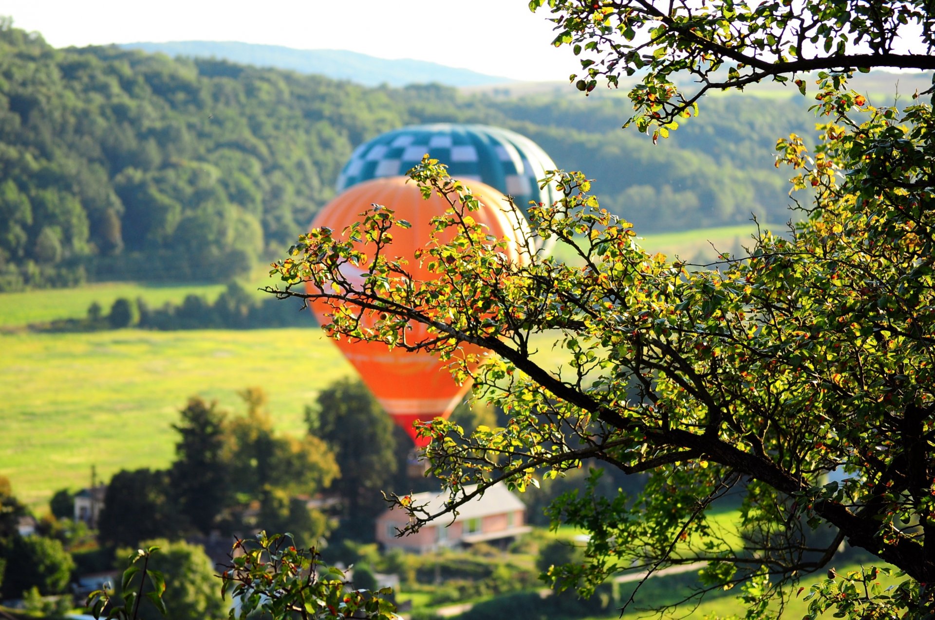 natura drzewa drzewo liście liście balon łąka zieleń tło panoramiczny pełny ekran panoramiczny tapeta