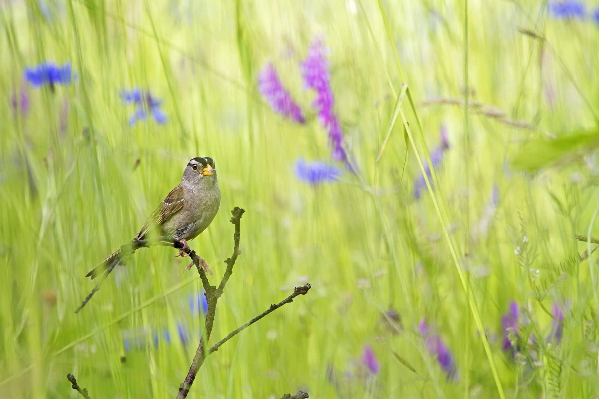 herbe oiseau été nature