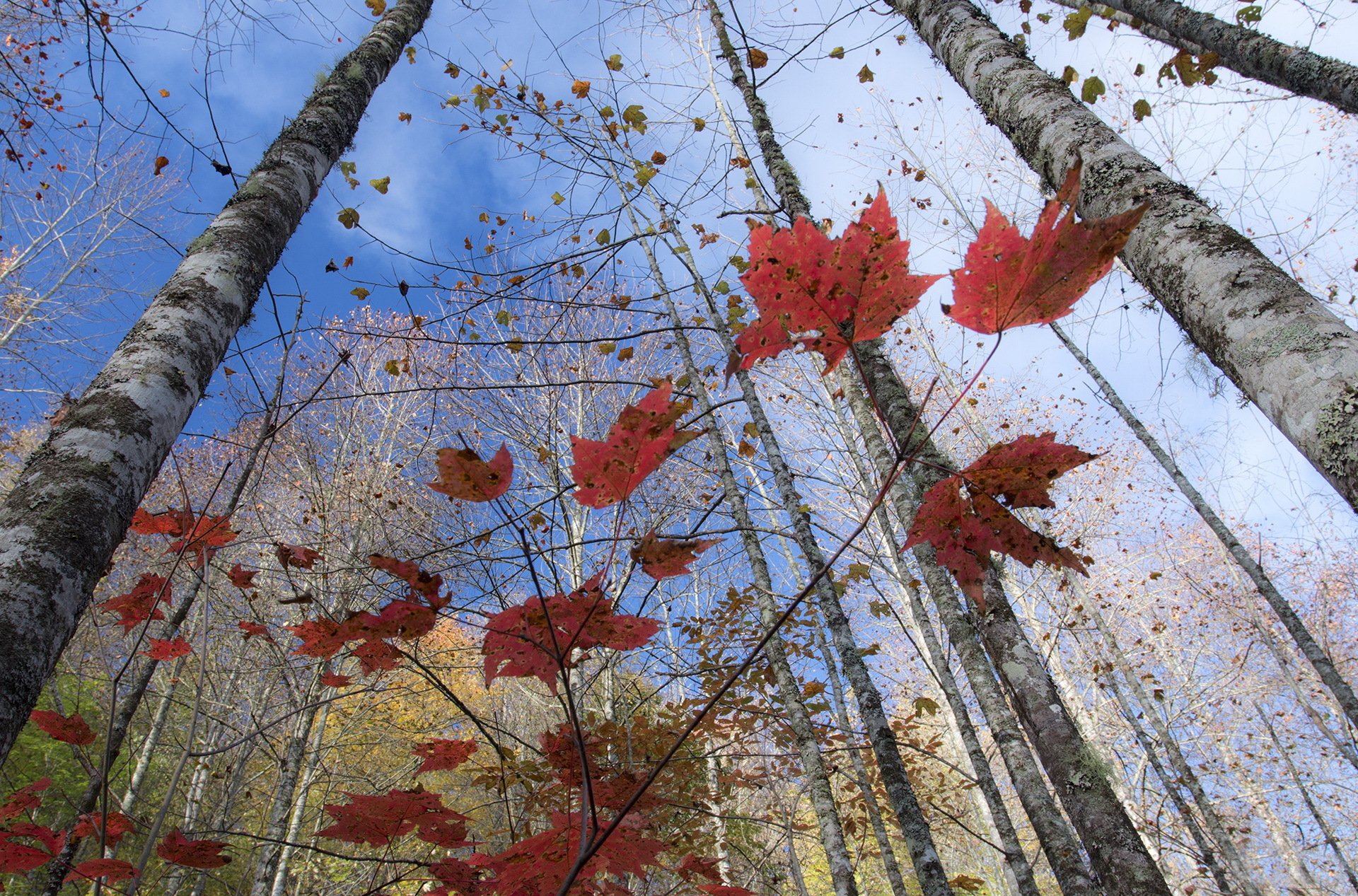 bäume zweige blätter herbst