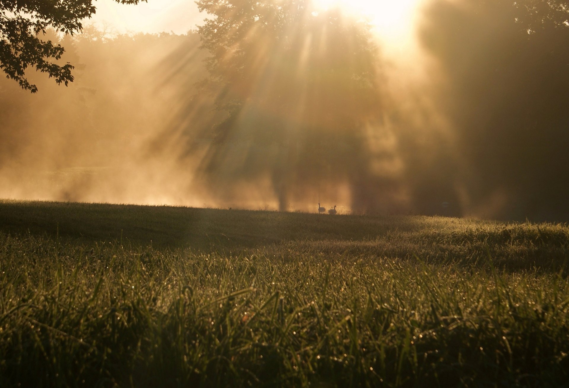 natura erba verde prato macro albero alberi foglie foglioline fogliame sole raggi mattina sfondo carta da parati widescreen schermo intero widescreen widescreen