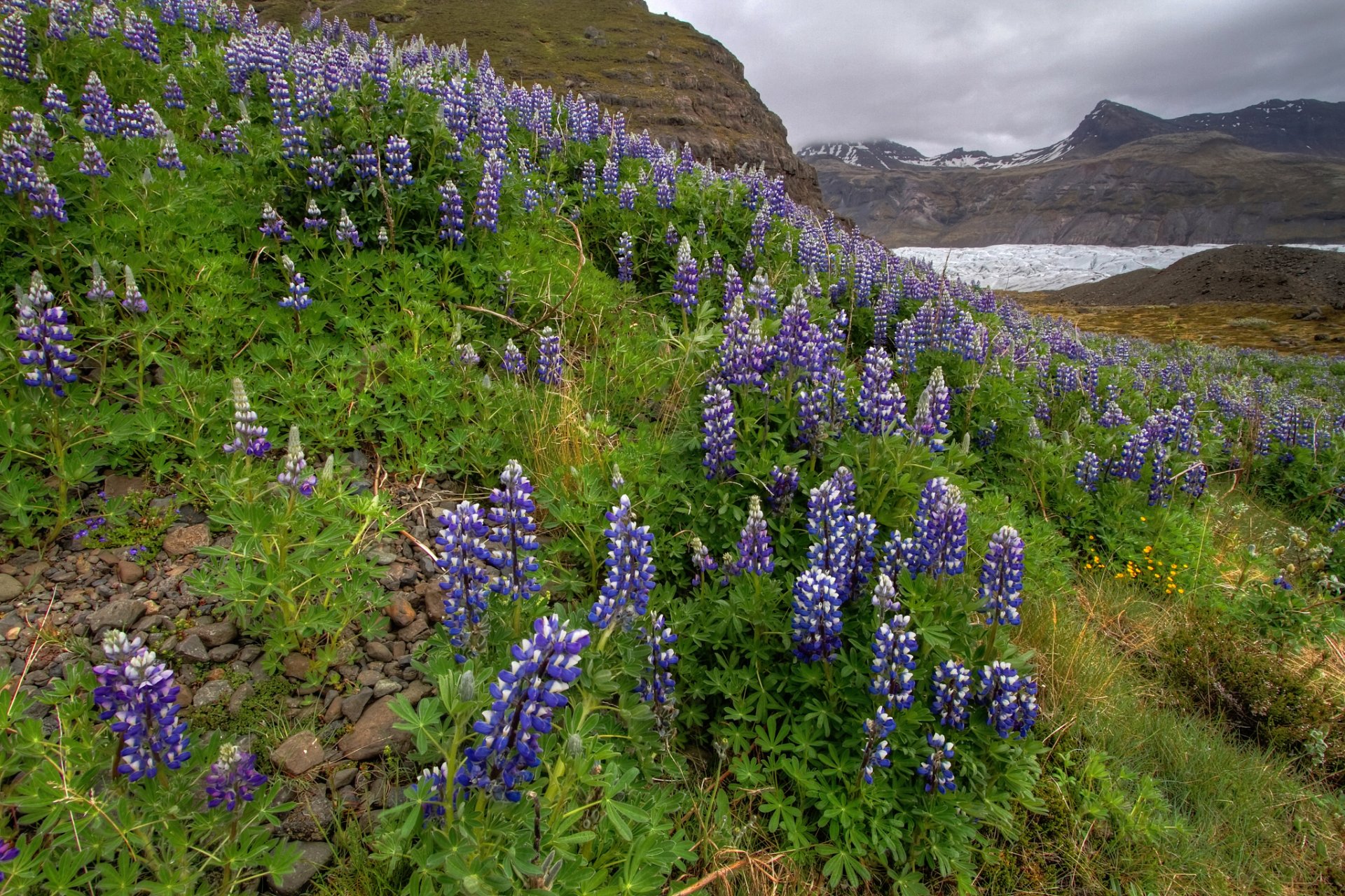 montagne fiori lupino