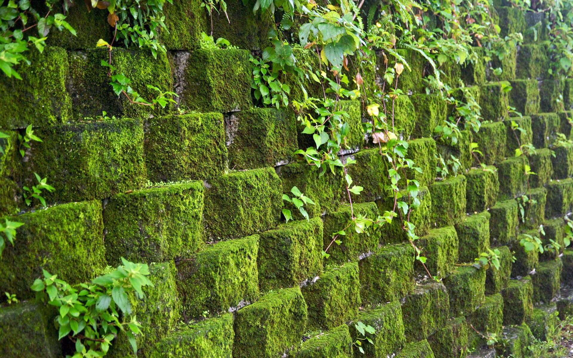 pared mampostería piedras musgo vegetación pared