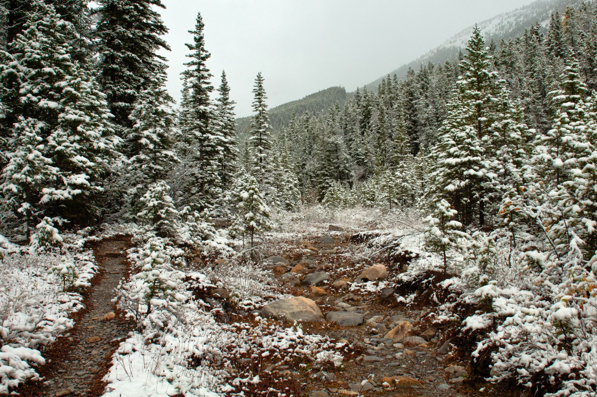 schnee bäume gehweg wald spätherbst