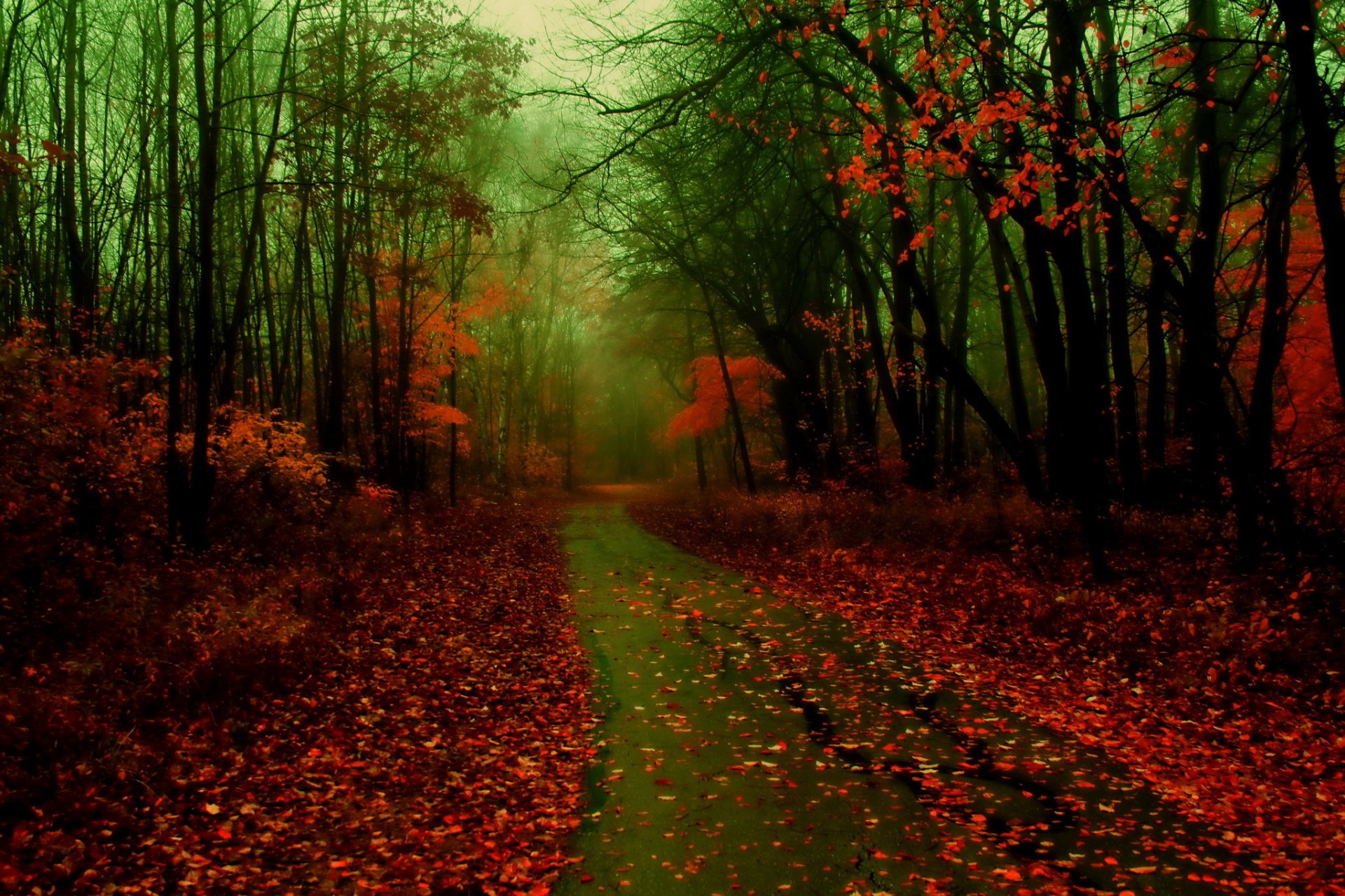 wald straße herbst blätter nebel natur foto