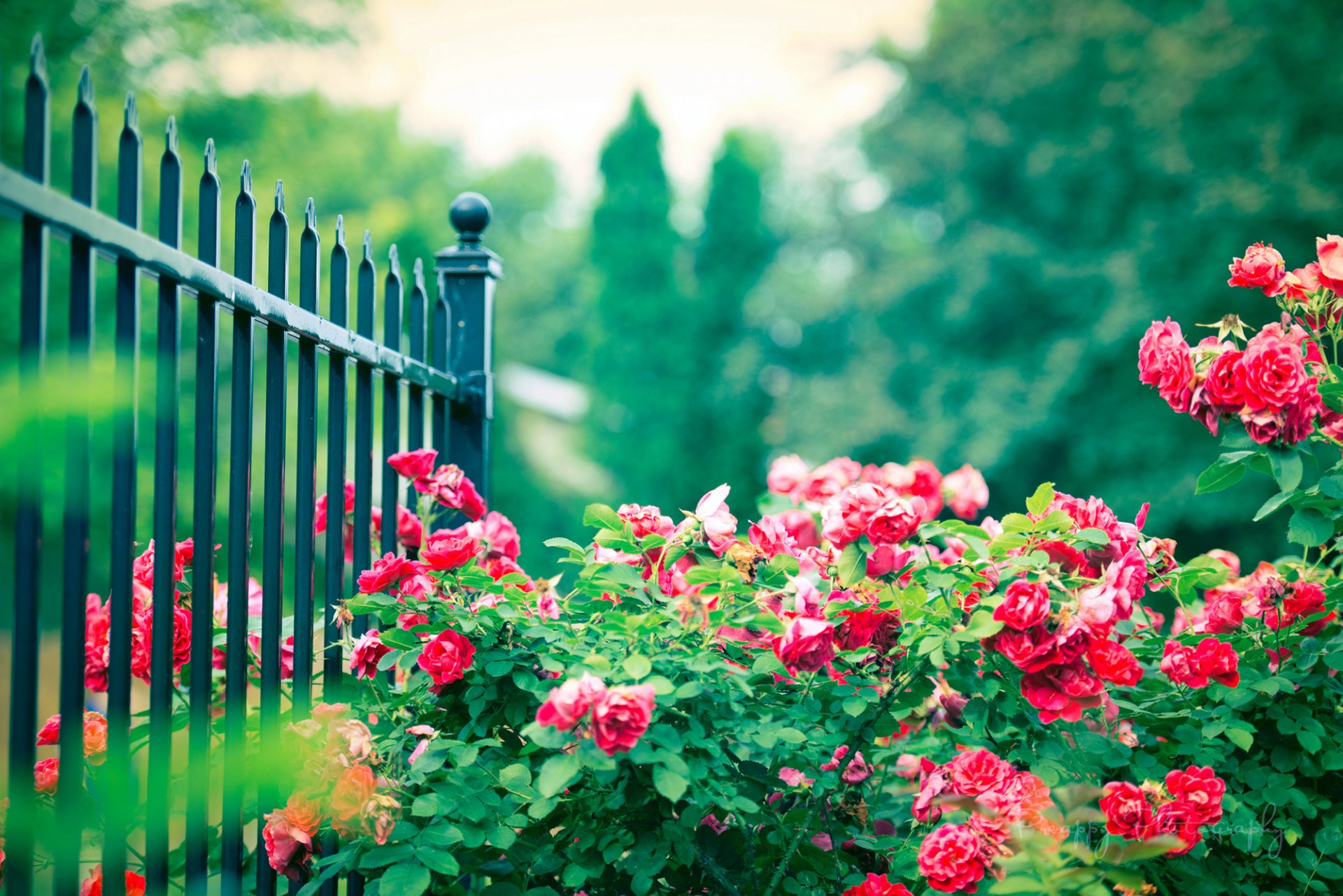 roses bush flowers pink fence fence rods iron