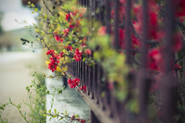 Beautiful flowers grow on the street of the city