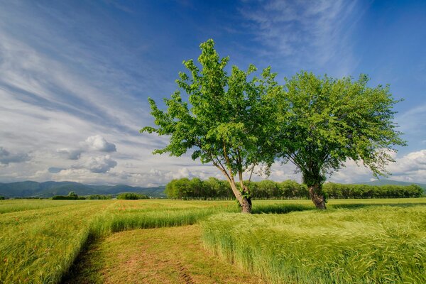 Green field and blue sky