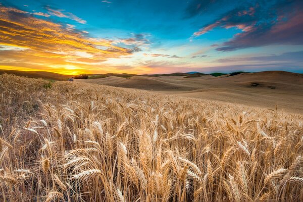 Wheat field at sunset