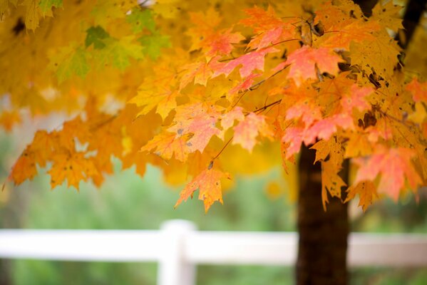 Осенние кленовые листья на дереве