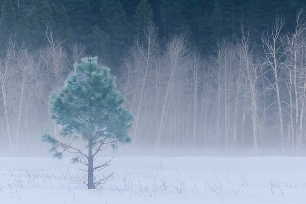 Zimowy park narodowy Yosemite