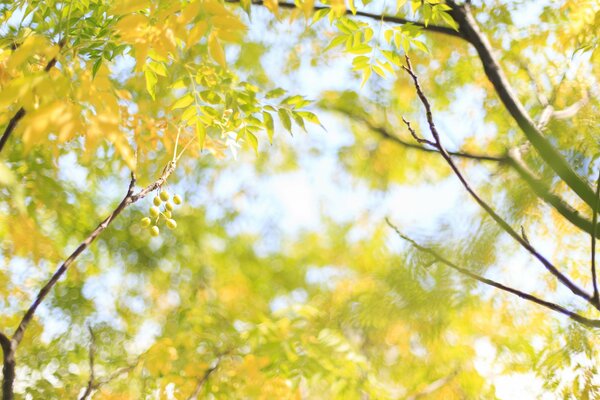 Soleil à travers les branches et les feuilles jaunes des arbres