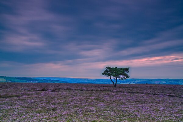 Albero solitario vicino al pendio