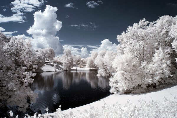 Alberi nella neve vicino al fiume