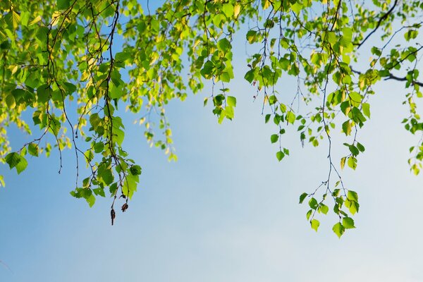 Flowering birch branches in spring