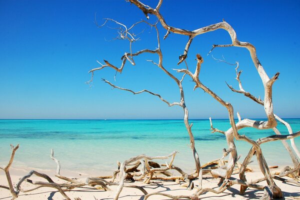 Bellissimi alberi secchi sulla costa