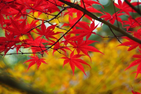 Rama de hojas de arce rojo en otoño