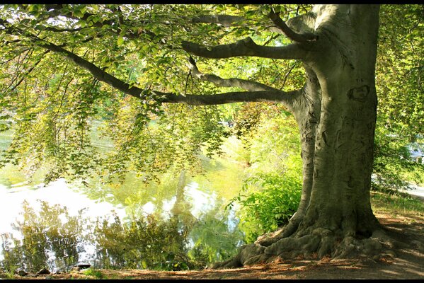 Treffpunkt am Gedenkbaum über dem See