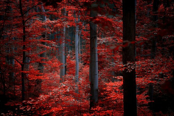 Bosque en hojas carmesí