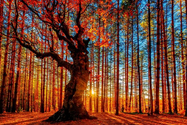 Herbstwald. Großer Baum