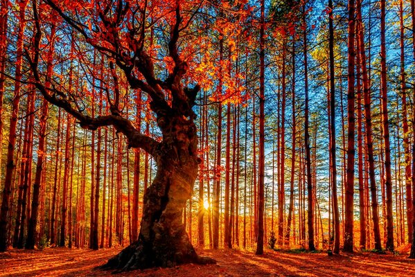 Jesienny las. Wielkie drzewo